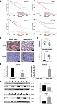 Identification of Down-Regulated ADH1C is Associated With Poor Prognosis in Colorectal Cancer Using Bioinformatics Analysis